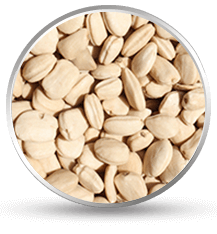 tamarind kernel seeds