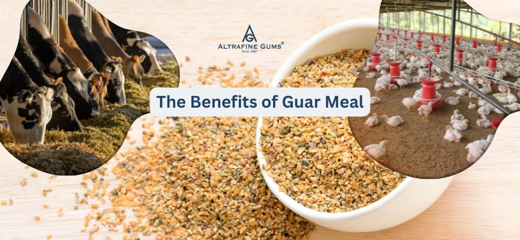 Benefits-of-Guar-Meal