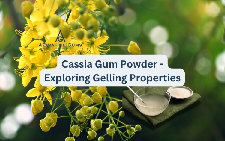 Refined-Cassia-Gum-Powder-Exploring-its-Gelling-Properties