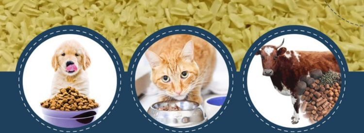 Cassia Tora Splits Pet Food Feed Industry Applications