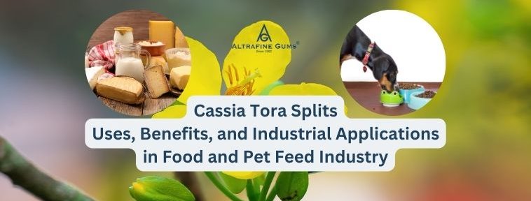 Cassia Tora Splits: Uses, Benefits, and Industrial Applications in Food and Pet Feed Industry