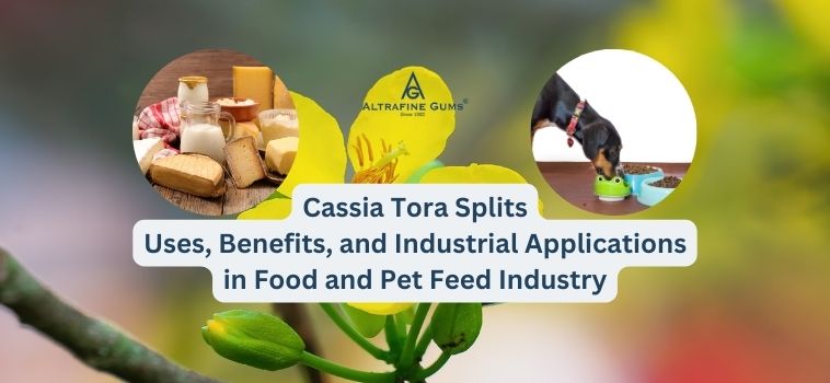 Cassia Tora Splits: Uses, Benefits, and Industrial Applications in Food and Pet Feed Industry